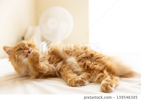 A long-haired tabby cat grooming itself A long-haired tabby cat grooming itself 139546385