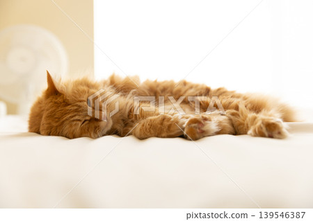 A long-haired tabby cat relaxes and sleeps on a white futon. A long-haired tabby cat relaxes and sleeps on a white futon. 139546387