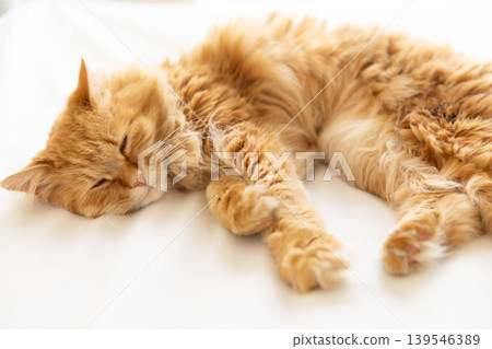 Long-haired tabby cat sleeping Long-haired tabby cat sleeping 139546389