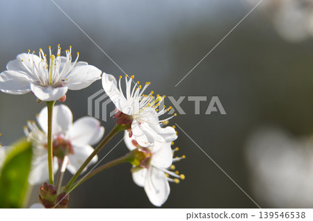 Delicate white cherry blossoms bloom in the soft light of spring 139546538