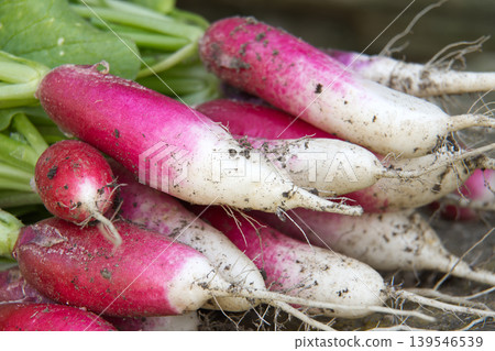 Fresh Harvest Of French Breakfast Radishes With Soil-Covered Roots And Green Leaves 139546539