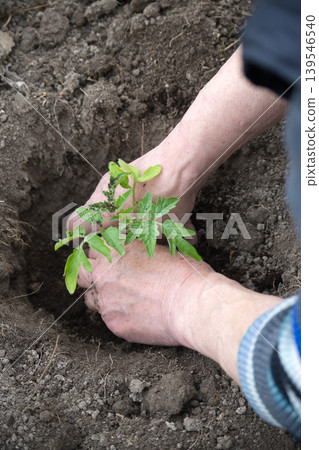 Gardener Planting Tomato Seedling By Hand In Soil In Backyard Garden Spring Planting 139546540