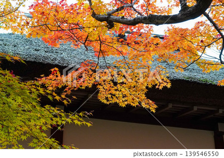 常寂光寺院內楓樹的秋葉 常寂光寺院內楓樹的秋葉 139546550