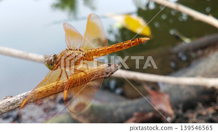 A golden dragonfly perched on a tree branch with water in the background. 139546565