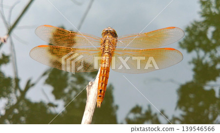 A golden dragonfly perched on a tree branch with water in the background. A golden dragonfly perched on a tree branch with water in the background. 139546566