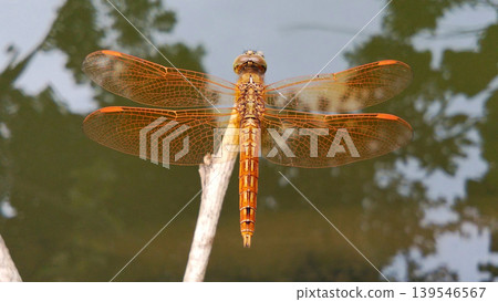 A golden dragonfly perched on a tree branch with water in the background. 139546567