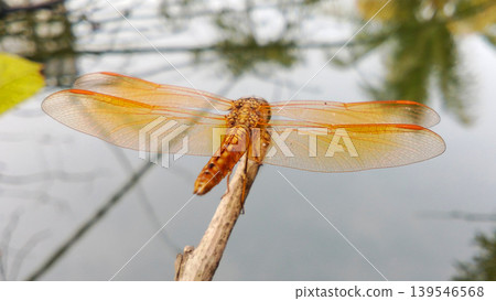 A golden dragonfly perched on a tree branch with water in the background. 139546568