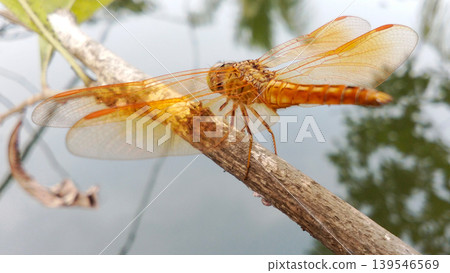 A golden dragonfly perched on a tree branch with water in the background. 139546569