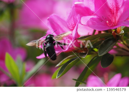 Tsutsuji花和熊蜂 Tsutsuji花和熊蜂 139546579
