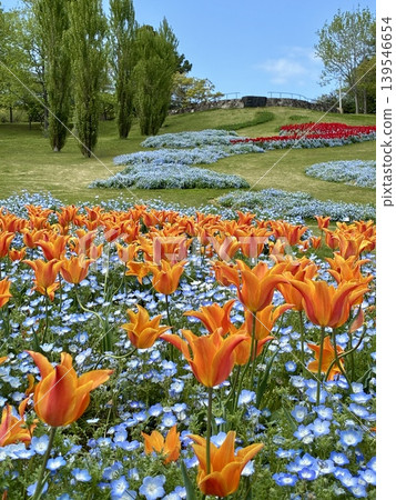 Tulips and Nemophila in Akashi Kaikyo Park 139546654