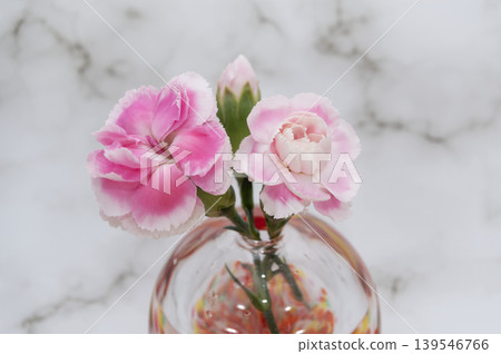 特寫鏡頭：三朵粉紅色康乃馨花和花苞插在單一花瓶中。 139546766