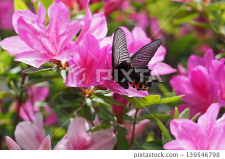 A black swallowtail butterfly sucking nectar from an azalea flower A black swallowtail butterfly sucking nectar from an azalea flower 139546798
