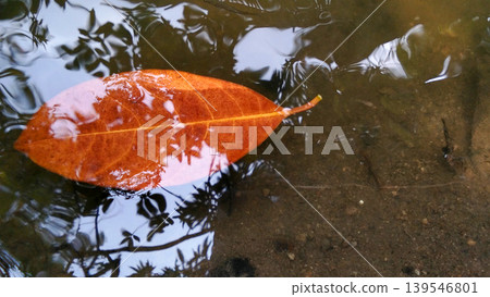 Autumn Leaves Floating on Calm Waters with Natural Reflections Autumn Leaves Floating on Calm Waters with Natural Reflections 139546801