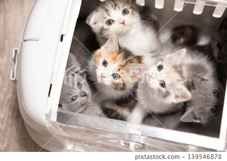 Scottish Fold and Chartreux kittens in a carrier bag Scottish Fold and Chartreux kittens in a carrier bag 139546878