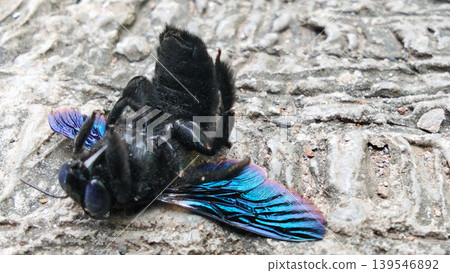 Close-up Macro View of a Black Carpenter Bee with Shimmering Blue Wings Close-up Macro View of a Black Carpenter Bee with Shimmering Blue Wings 139546892