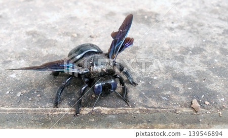 Close-up Macro View of a Black Carpenter Bee with Shimmering Blue Wings Close-up Macro View of a Black Carpenter Bee with Shimmering Blue Wings 139546894