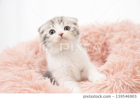 A kitten with folded ears in a pink bed against a white background. A kitten with folded ears in a pink bed against a white background. 139546903