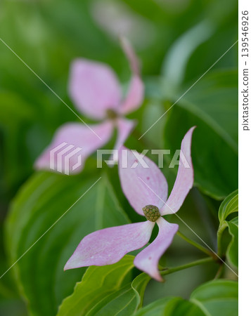 日本山茱萸的淡粉紅色花朵。 139546926