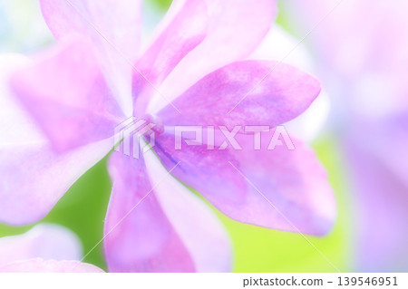 Pink cute hydrangea Pink cute hydrangea 139546951