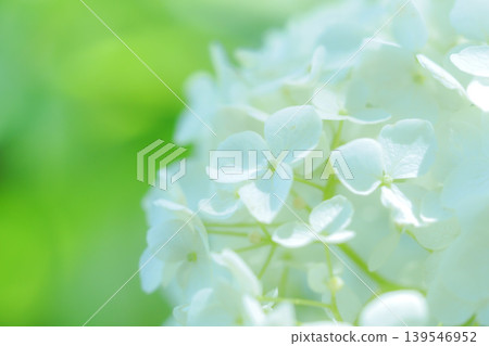 cute hydrangea cute hydrangea 139546952