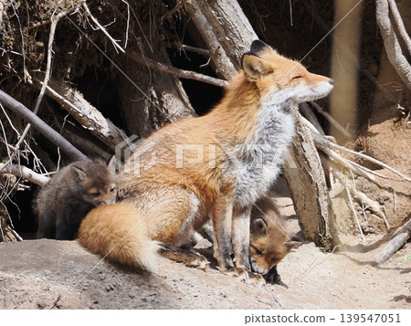 The little fox that came out with its mother 139547051