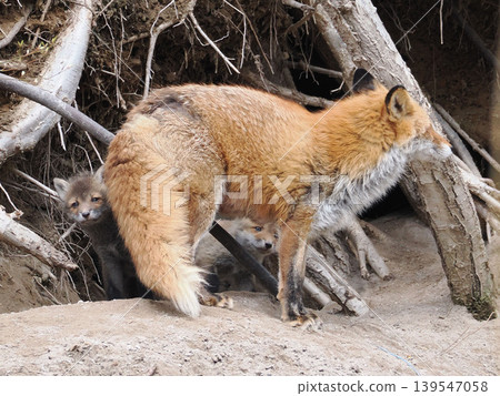 The little fox that came out with its mother 139547058
