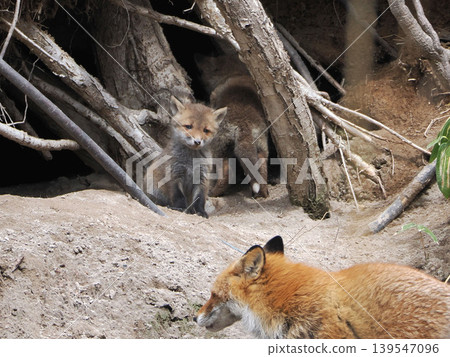 The little fox that came out with its mother 139547096