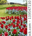 明石海峽公園的鬱金香和nemophila 139547130