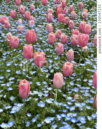 明石海峽公園的鬱金香和nemophila 139547131