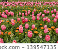 在明石海峽公園的鬱金香 139547135