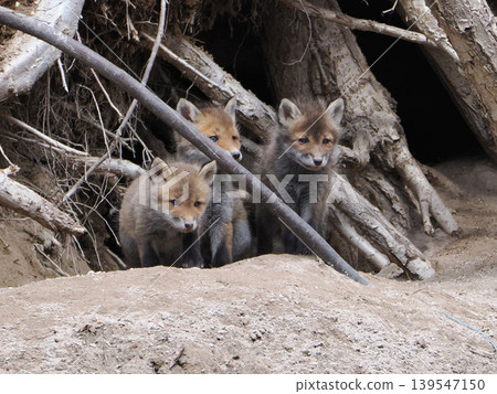 A fox cub waits for its mother in front of the nest. 139547150
