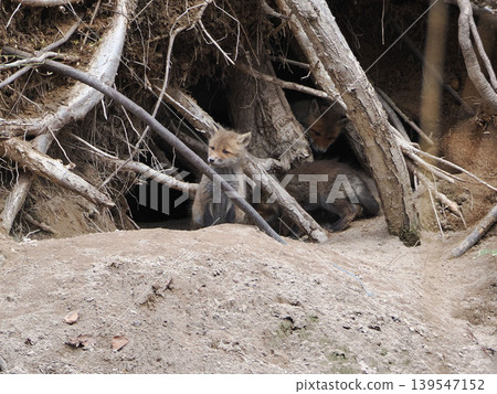 A fox cub waits for its mother in front of the nest. A fox cub waits for its mother in front of the nest. 139547152