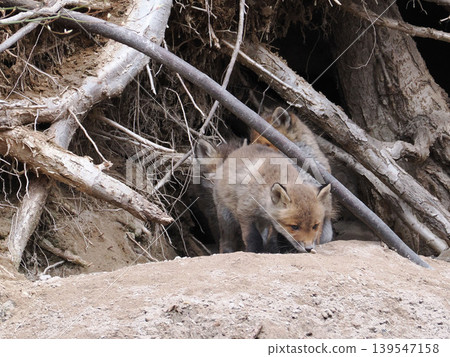 A fox cub waits for its mother in front of the nest. A fox cub waits for its mother in front of the nest. 139547158