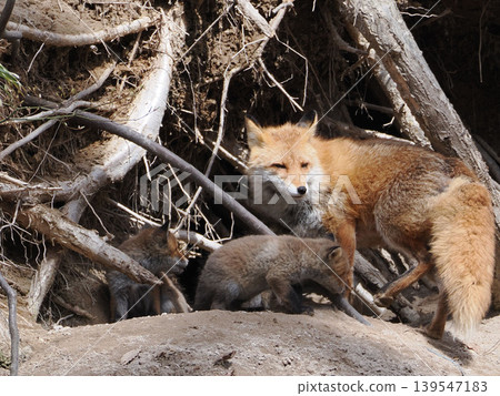 The little fox that came out with its mother The little fox that came out with its mother 139547183