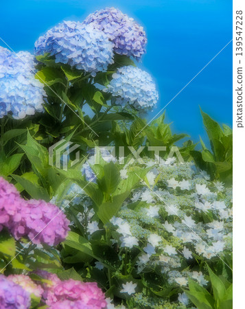 五顏六色的繡球花 五顏六色的繡球花 139547228