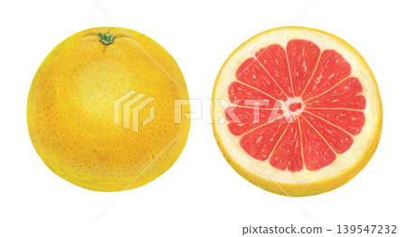 Grapefruit illustration - 2 Grapefruit illustration - 2 139547232