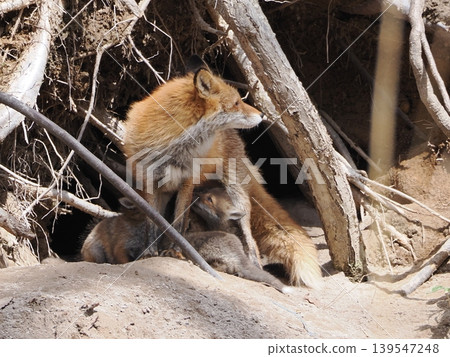 A red fox gulping in front of its den. A red fox gulping in front of its den. 139547248