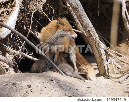 A red fox gulping in front of its den. A red fox gulping in front of its den. 139547249