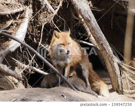 A red fox gulping in front of its den. A red fox gulping in front of its den. 139547250