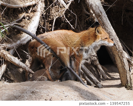 A red fox gulping in front of its den. A red fox gulping in front of its den. 139547255