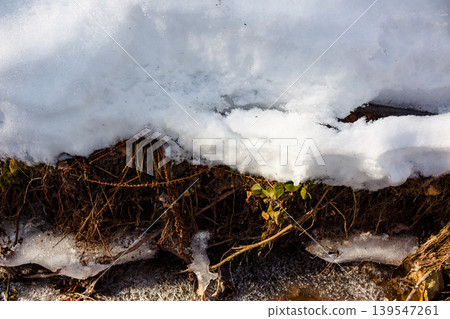 Close-up of melting snow revealing intricate roots, earthy ground, and glistening ice formations around a trickling stream in early spring Close-up of melting snow revealing intricate roots, earthy ground, and glistening ice formations around a trickling stream in early spring 139547261