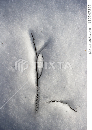 A delicate branch emerging from slushy, melting snow on a bright early spring day. The winter white gives way to subtle signs of nature's thaw, a crisp abstract scene 139547265