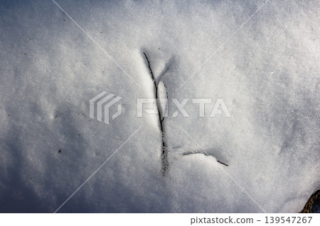 A bare twig emerges from soft, melting snow, bathed in sunlight. A gentle sign of thawing, capturing late winter's quiet beauty and nature's transition 139547267