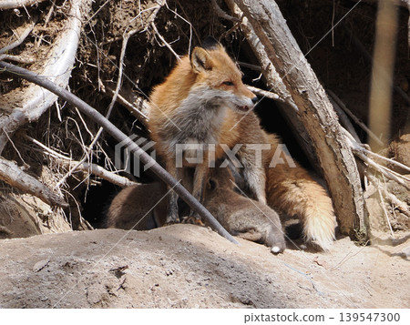 A red fox gulping in front of its den. A red fox gulping in front of its den. 139547300
