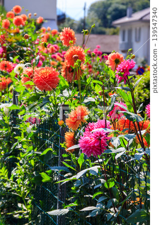 Colorful dahlia flowers in a garden Colorful dahlia flowers in a garden 139547340