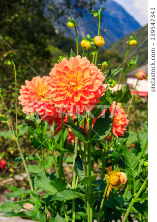 Colorful dahlia flowers in a garden Colorful dahlia flowers in a garden 139547341