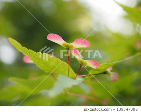 Maple winged fruit in April (20260426151013) Maple winged fruit in April (20260426151013) 139547398