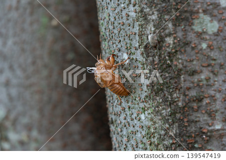cicada exoskeletons on a tree 139547419