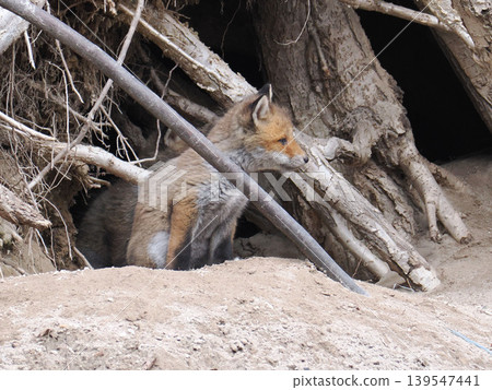 A fox cub waits for its mother in front of the nest. A fox cub waits for its mother in front of the nest. 139547441