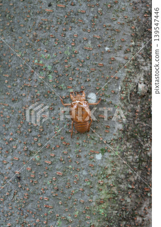 Cicada exoskeletons on a tree trunk 139547446